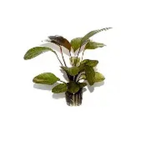 Echinodorus ozelot (Vaso)
