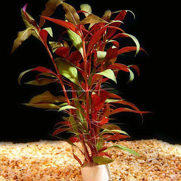 Alternanthera Reineckii (Vaso)