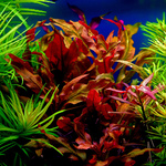 Alternanthera Reineckii (Vaso)