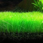 Eleocharis parvula (Vaso)