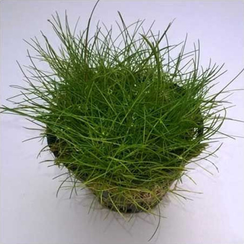 Eleocharis parvula (Vaso)