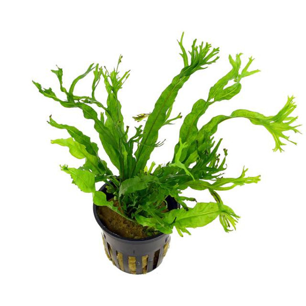 Microsorum windelov (Vaso)