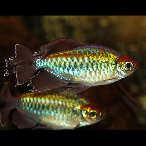 Tetra do Congo