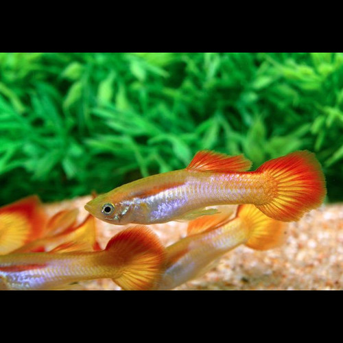 Guppy macho Sunset