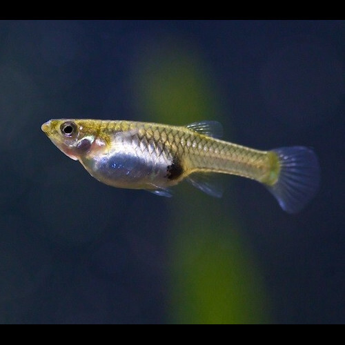 Guppy Endler fêmea