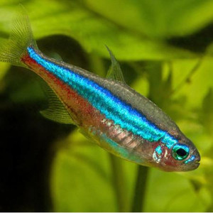 green_neon_tetra.jpg