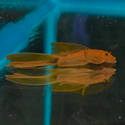 Ancistrus Super Red Long Fin