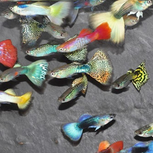 Guppy macho sortido