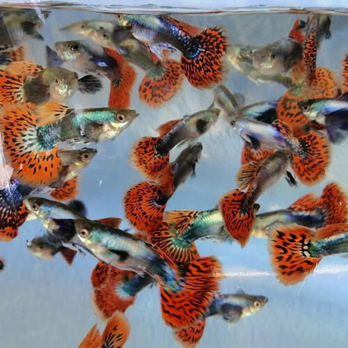 Guppy Dumbo Macho Sortido