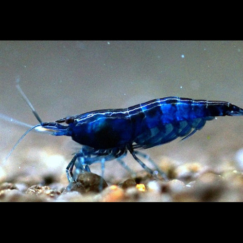 Camarão Blue Dream