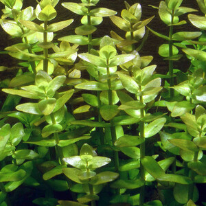 bacopa-caroliniana.jpg