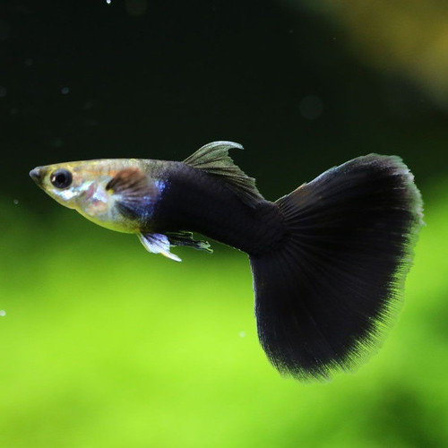 Guppy  Macho Negro