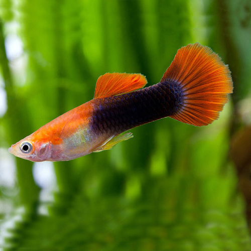 Guppy  Macho Tuxedo Loiro