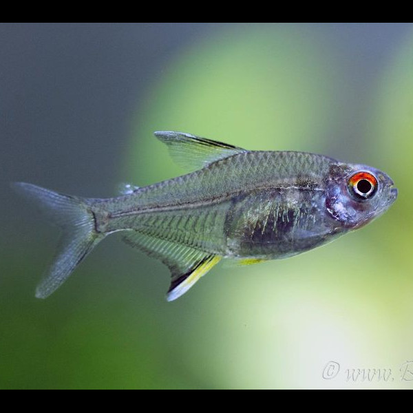 Tetra Limão