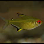 Tetra Limão