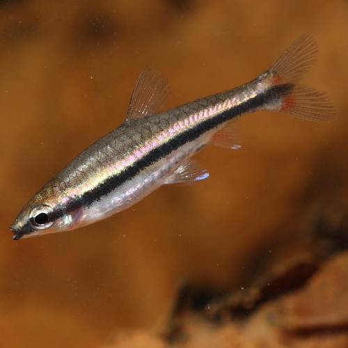 Peixe-lápis Vermelho