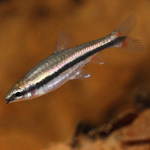 Peixe-lápis Vermelho
