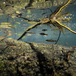 Peixe-lápis Vermelho