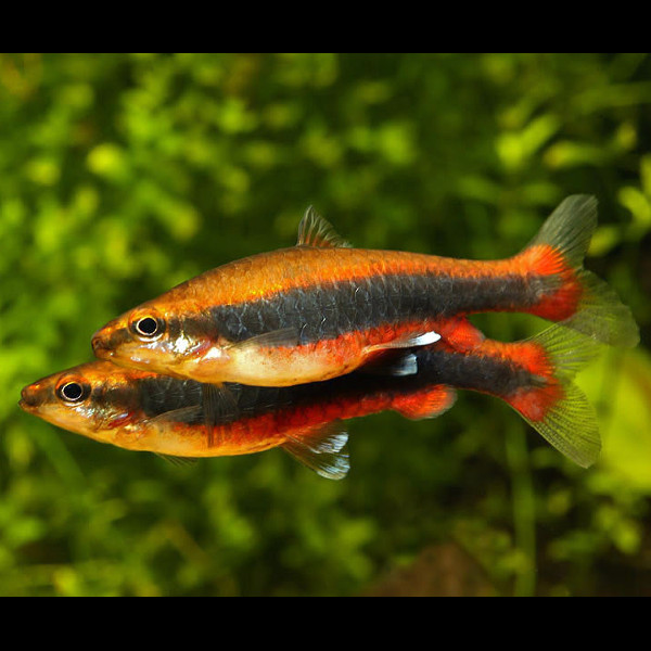 Peixe-lápis Vermelho