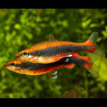 Peixe-lápis Vermelho