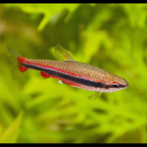 nannostomus-keith.jpg