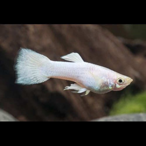 Guppy macho Snow White