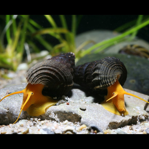 Caracol Coelho